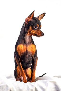 Beyaz arka planda izole edilmiş evcil köpek.