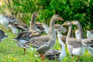 Ördekler kıyı boyunca yürür.