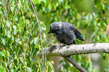 Kuzgun bir dalda tek ayak üstünde duruyor.
