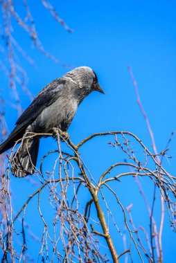 Gökyüzüne karşı ağaçta oturan bir karganın yakın plan portresi..