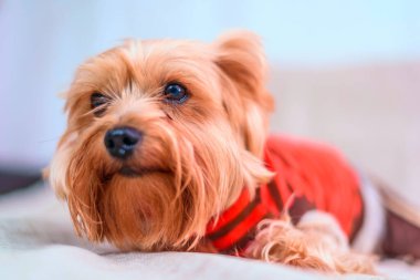 Yorkshire Teriyerinin Portresi