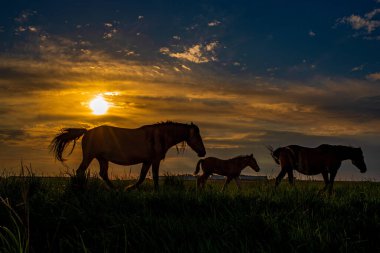 Akşam gökyüzünün arka planında, arka planda at sürüsü. Siluet fotoğrafçılık.