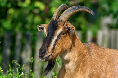 Kızıl keçi portresi