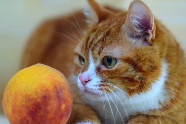 Şeftalinin yanındaki kırmızı kedinin portresi.