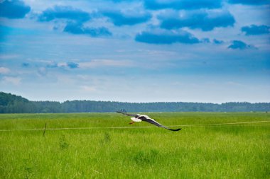 Bir leylek yaz otlağının üzerinde uçar. Fotoğraflı yakın plan..