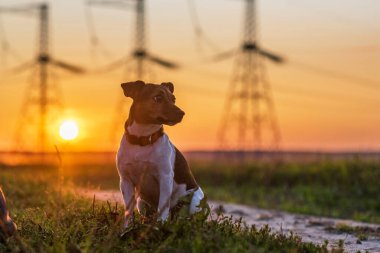 Gün batımında Jack Russell Terrier 'in portresi.