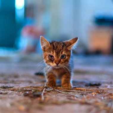 Gözleri ağrıyan küçük kedi yavrusu