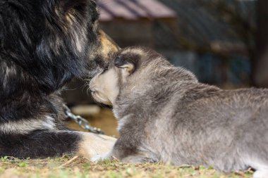 Köpek anne bir köpek yavrusuyla oynuyor..