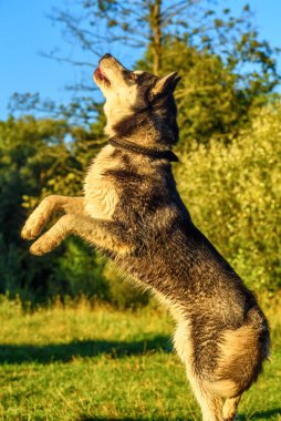 Çimenlerde oynayan Sibiryalı bir Husky 'nin portresi.
