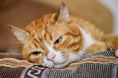 Üzgün kırmızı kedi kanepede dinleniyor.