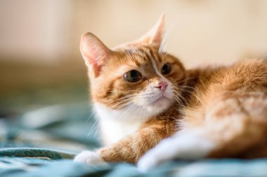 Kırmızı kedi kanepede yatıyor. Yakından çekilmiş..