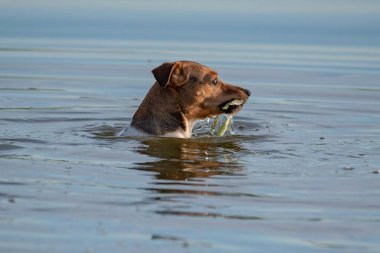 Jack Russell Terrier suda yüzer..