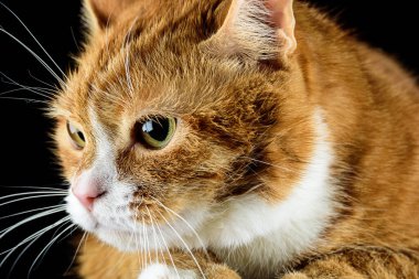 Güzel kırmızı kedi siyah arka planda