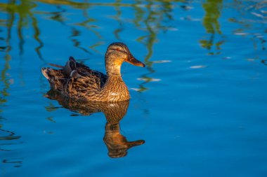 Kırmızı gözlü bir ördek gölde yüzüyor. Fotoğraflı yakın plan..