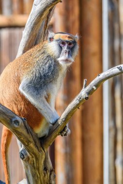 Hayvanat bahçesindeki maymun portresi