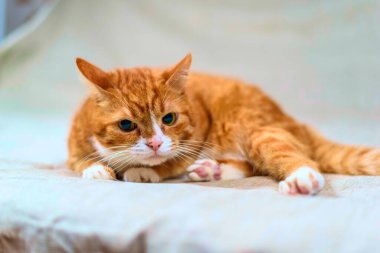 Kızıl bir kedinin stüdyo portresi