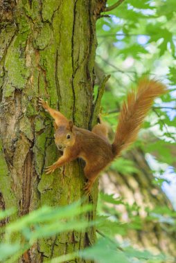 Sincap yazın parkta oynar..