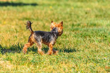 Yorkshire Teriyeri Çimlerin üzerinde Çalışıyor
