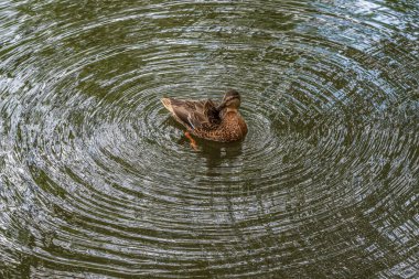 Güzel bir yaban ördeği gölette tüyleri temizler. Fotoğraflı yakın plan..