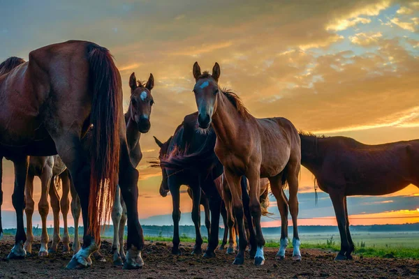 Cavalos Campo Pastam Amanhecer — Fotografia de Stock