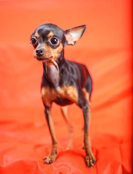 Brinquedo Terrier Com Grandes Olhos Fundo Vermelho — Fotografia de Stock