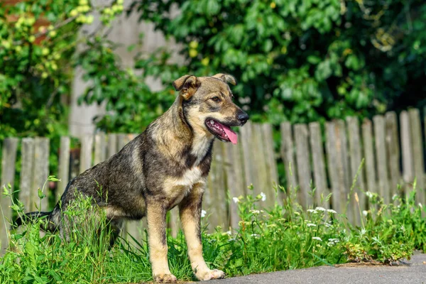 Portret Van Een Dakloze Dorpshond — Stockfoto