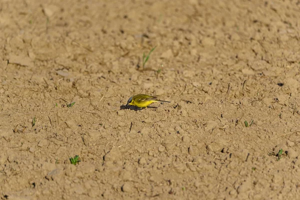 Little Bird Plowed Field — Stock Photo, Image