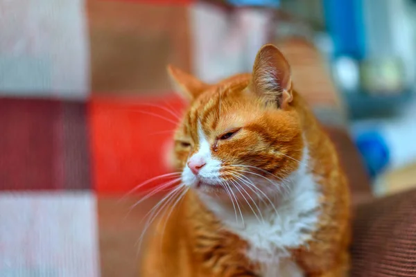 Rote Selbstgemachte Katze Liegt Auf Der Couch — Stockfoto