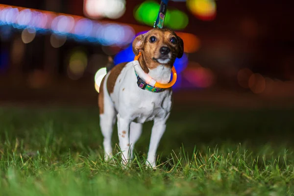 Jack Russell Terrier gece şehrinde çimlerin üzerinde oturuyor..