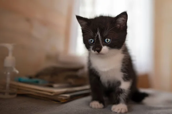 Portrait Little Black Kitten Blue Eyes Sitting Table — Stock Photo, Image