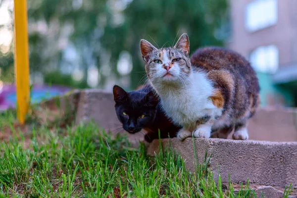 Zwei Obdachlose Katzen Auf Dem Gehweg — Stockfoto