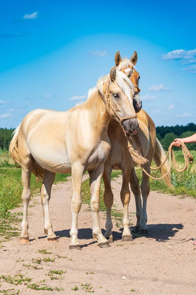 Par Cavalos Amigáveis Campo Close — Fotografia de Stock