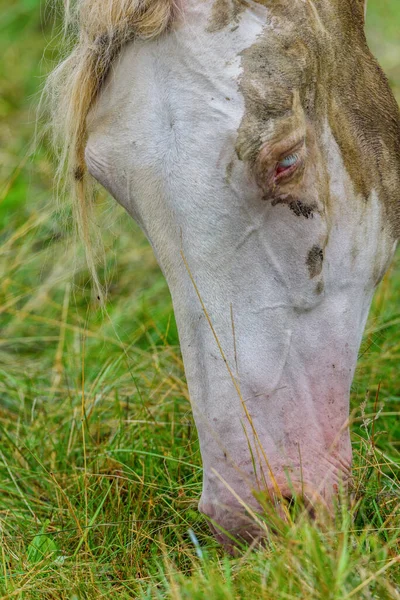 Porträt Eines Pferdes Das Nahaufnahme Auf Einer Weide Weidet — Stockfoto
