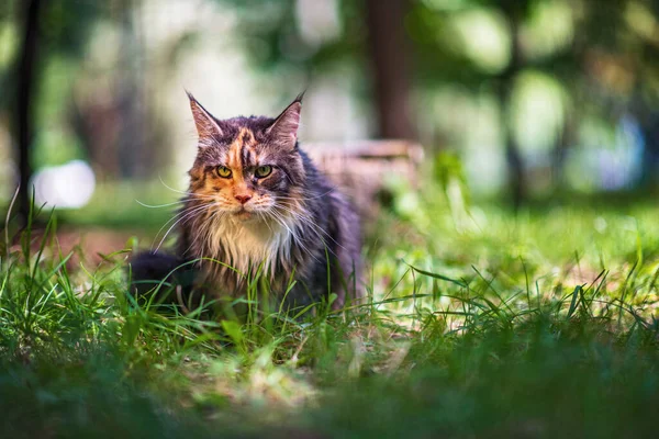 Mainecoon Cat Laying Park Grass — Stock Photo, Image