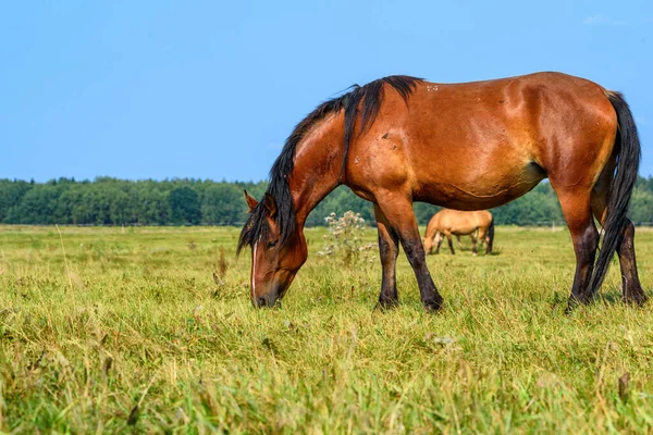 草原上的马的肖像 — 图库照片