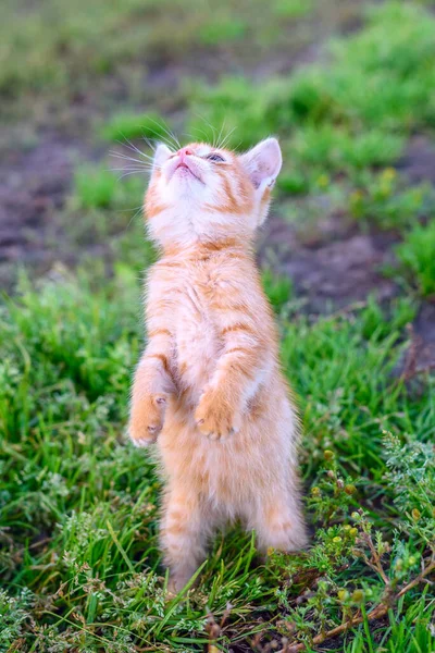 Kitten Standing Hind Legs Grass — Stock Photo, Image