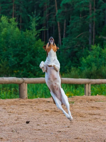 Hund Springt Für Lebensmittel Bewegung Fotografiert Defokussierung — Stockfoto