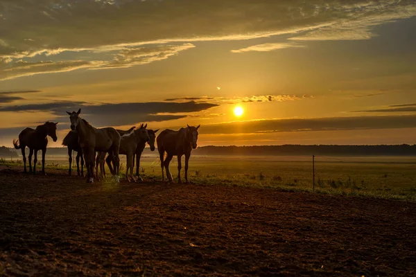 Cavalos Campo Pastam Amanhecer — Fotografia de Stock