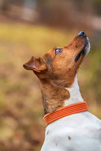 Güzel Jack Russell köpeğinin yakın plan portresi..