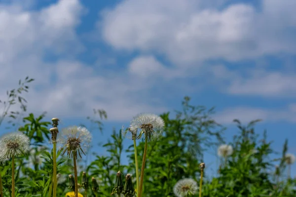 Egy Pitypang Mező Homályos Háttérrel — Stock Fotó