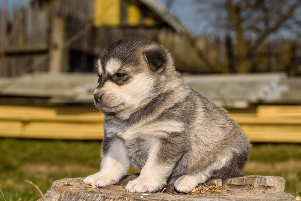 Portret Husky Szczeniaka Bliska — Zdjęcie stockowe