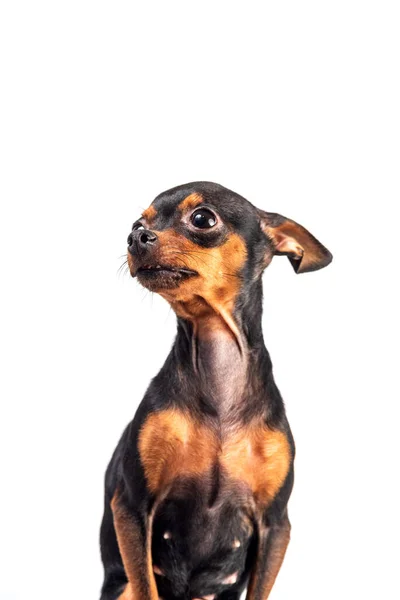 Домашняя Собака Изолированы Белом Фоне — стоковое фото