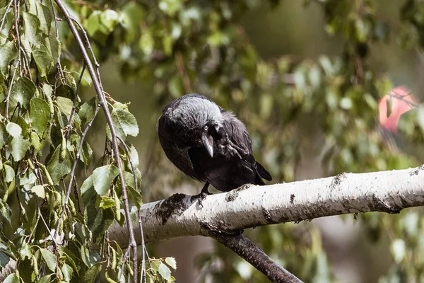 乌鸦单腿站在树枝上 — 图库照片