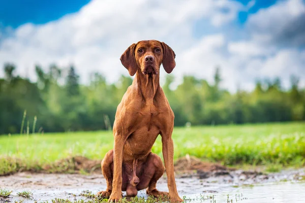 Ritratto Una Vizsla Magiara Seduta Sulle Zampe Posteriori Primo Piano — Foto Stock