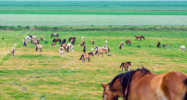 Blick Auf Pferde Auf Der Weide Beim Füttern — Stockfoto