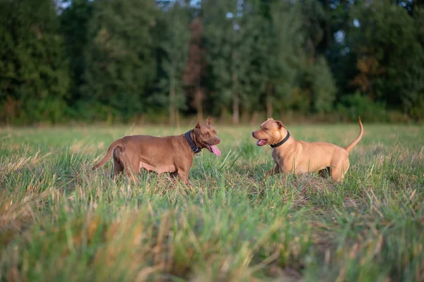Dois Pit Bull Terriers Americanos Estão Jogando Campo Perto Floresta — Fotografia de Stock