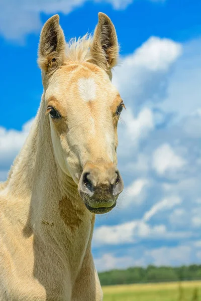 Retrato Caballo Contra Cielo Las Nubes —  Fotos de Stock