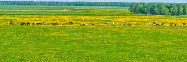 Eine Herde Pferde Weidet Auf Einem Löwenzahnfeld Panoramafoto — Stockfoto