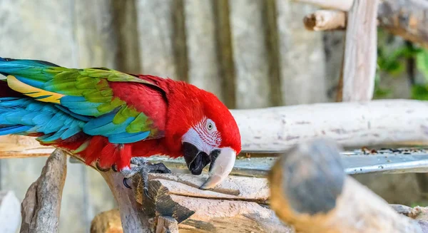 portrait of a red parrot in a zoo