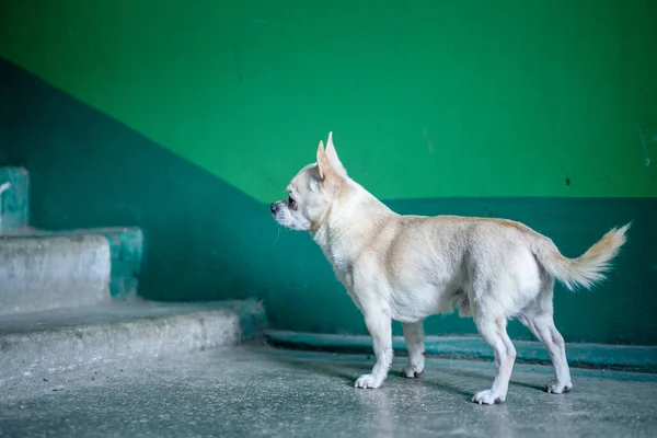 Chihuahua Sem Teto Entrada Prédio Apartamentos — Fotografia de Stock